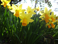 St David's Day